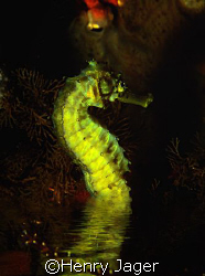 During night, a few species of seahorses prefer to breath... by Henry Jager 